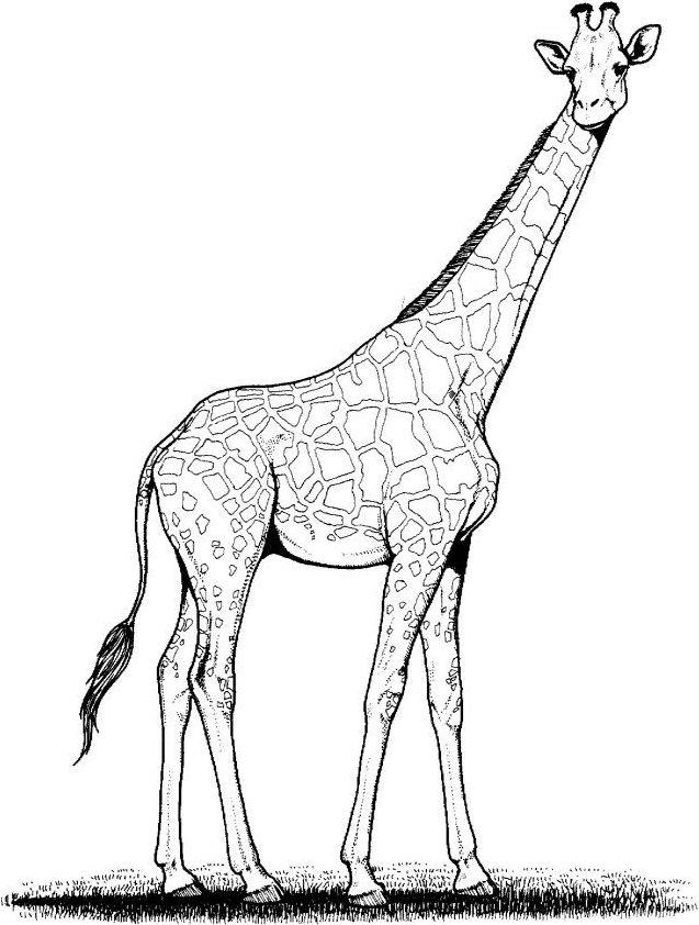 Exclusive Picture of Giraffe Coloring Pages - Giraffe Coloring Pages