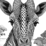 Exclusive Of Giraffe Coloring Pages   Giraffe Coloring Pages