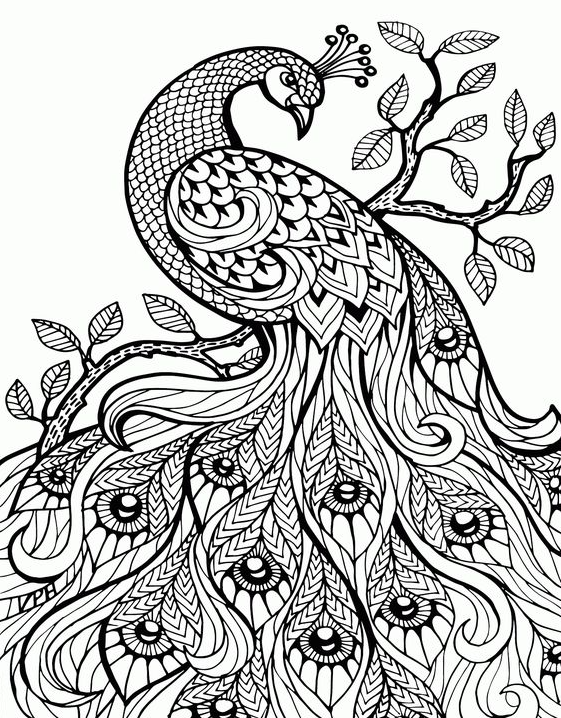 Unique Adult Coloring Pages Free Printable With unique adult coloring pages free printable animals bird
