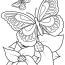 Adult Coloring Pages   Printable Butterfly Coloring Pages For Kids