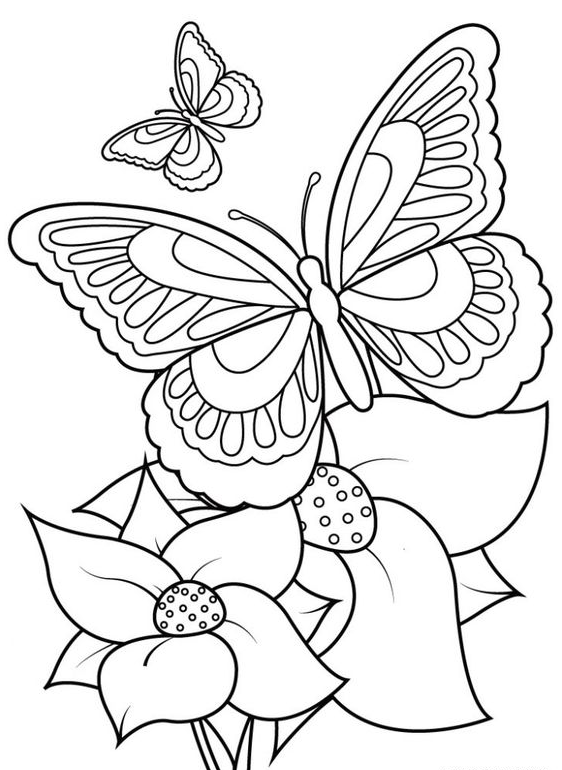 Adult Coloring Pages - Printable Butterfly Coloring Pages For Kids