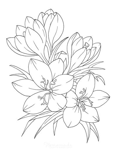 Flower Coloring Pages - Flower art drawing