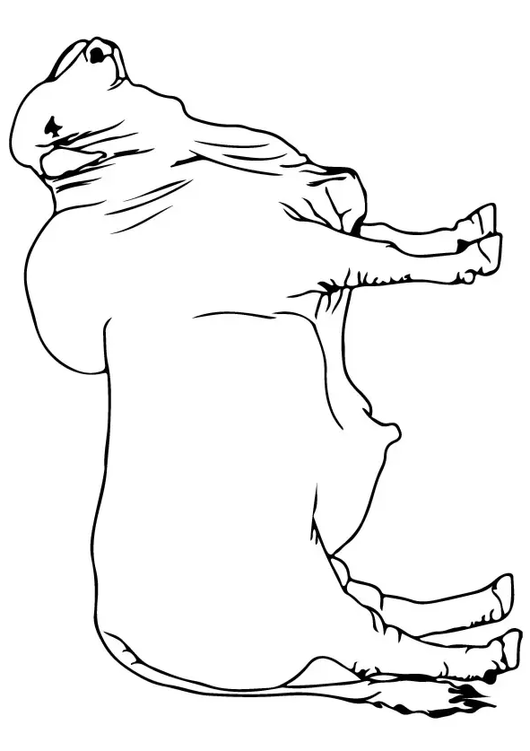 Bull Coloring Pages For Your Toddler - Brahman Bull coloring page