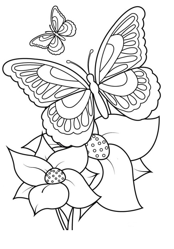 Coloring Pages Free Printable   Printable Butterfly Coloring Pages For Kids