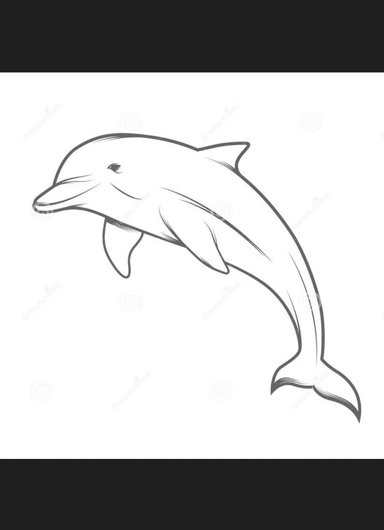 Dolphin Art   Dolphin Illustration Stock