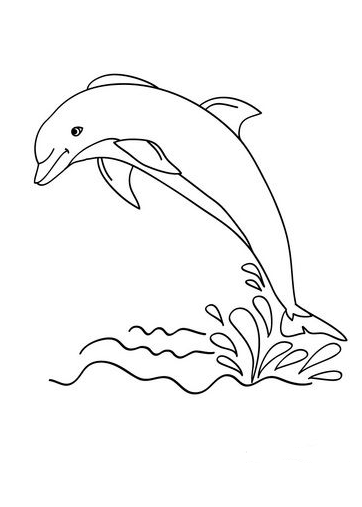 Dolphin Art   Dolphin Out Coloring