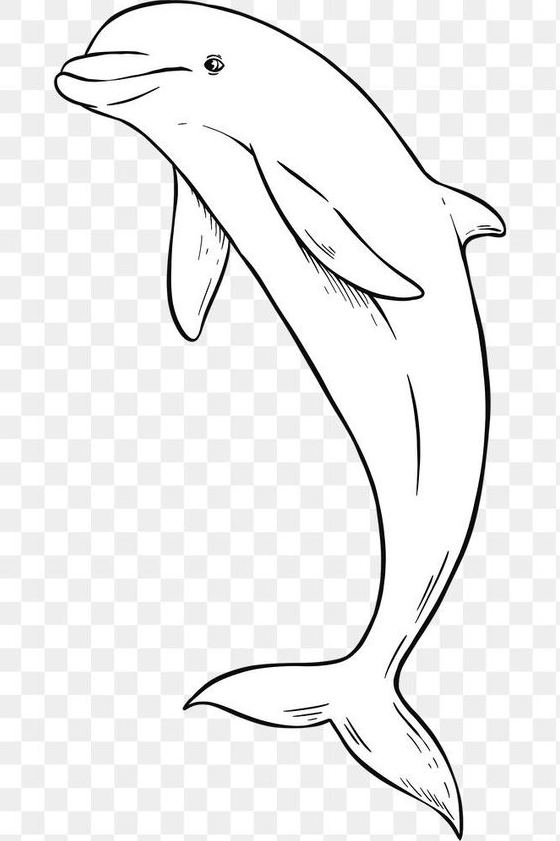 Dolphin Art   Download Free Png Of Vintage Hand Drawn Png Dolphin Cartoon Clipart Black And