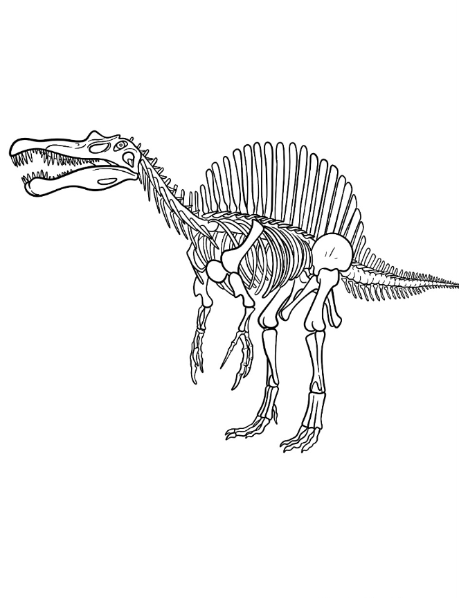 Spinosaurus Coloring S   Spinosaurus Skeleton Coloring