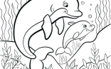 Cute Animal Coloring Pages   Dolphin Coloring Pages