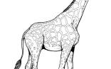 Exclusive Picture Of Giraffe Coloring Pages   Giraffe Coloring Pages