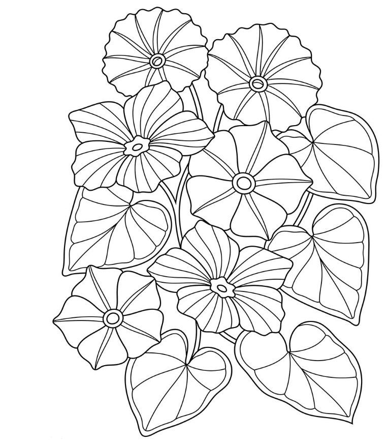 Spring Adult Coloring Pages - Morning Glory Flower Adult Coloring Printable