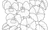 Spring Adult Coloring Pages   Pansy Flowers Adult Coloring Sheet