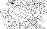 Spring Adult Coloring Pages   Pring Blue Jay Easy Adult Coloring Page