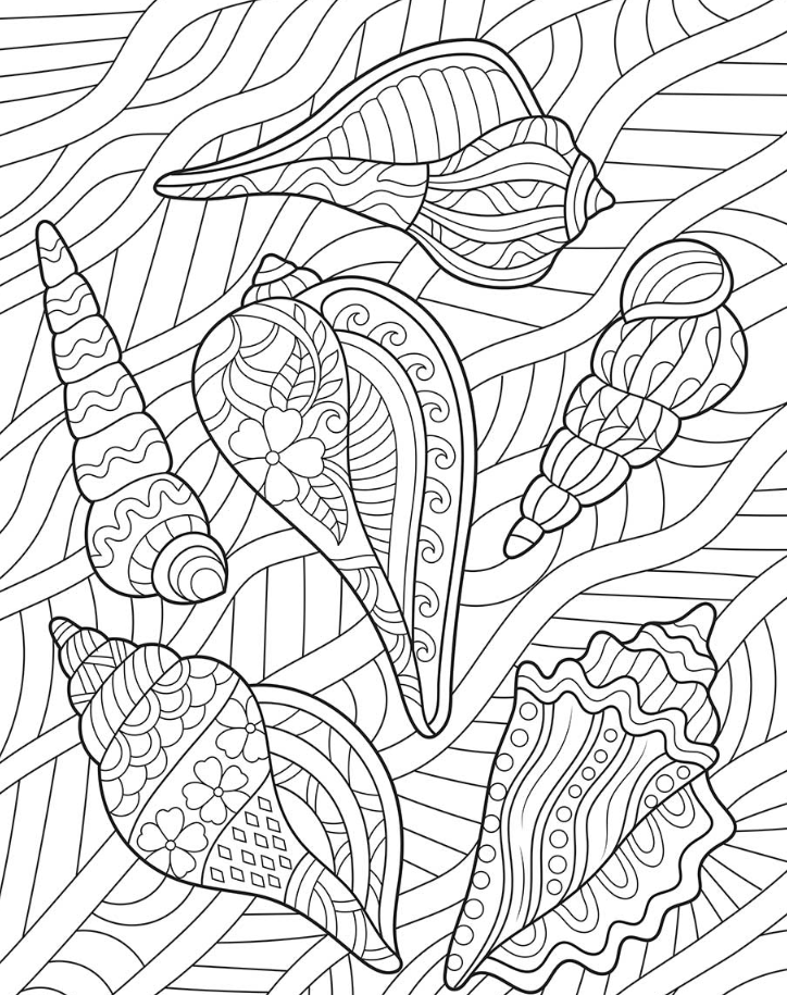 Summer Adult Coloring Pages   Seashells Adult Coloring To