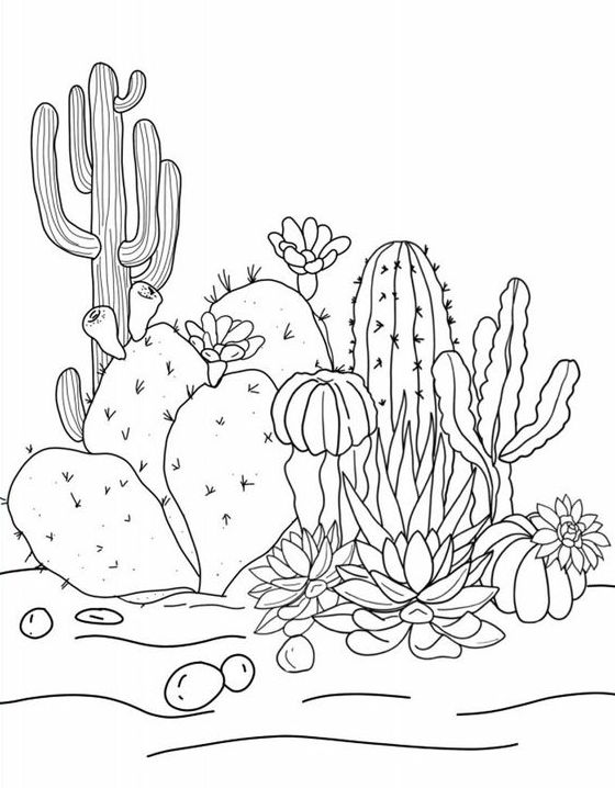 Coloring  Art   Coloring Book Art Ideas Cactus Coloring