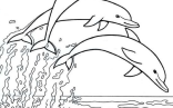 Dophin Coloring Pages   Mammals Book Two Coloring Pages Animal Coloring Pages