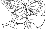 Printable Adult Coloring Pages   Printable Butterfly Coloring Pages For Kids