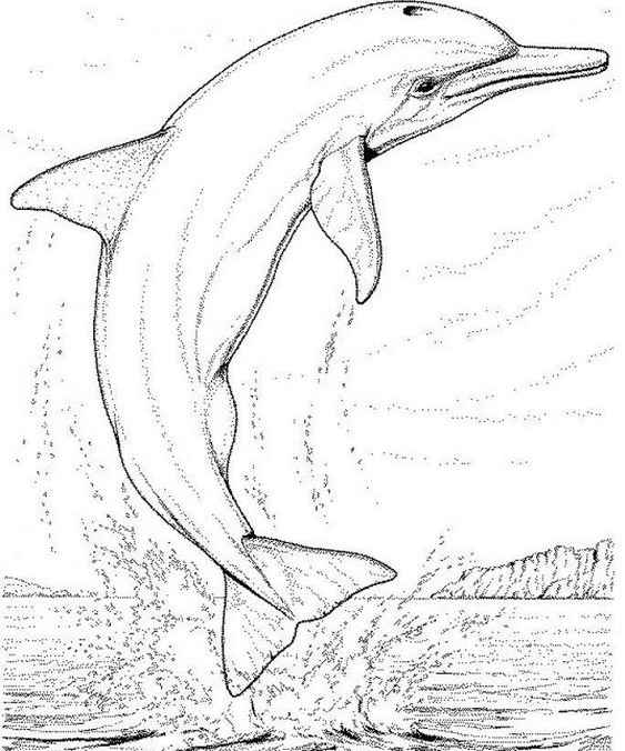 Dolphin Art - Big dolphin coloring pages