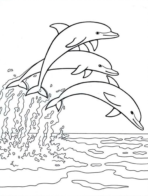 Dolphin Art - Dolphin coloring dolphin images free printable dolphin