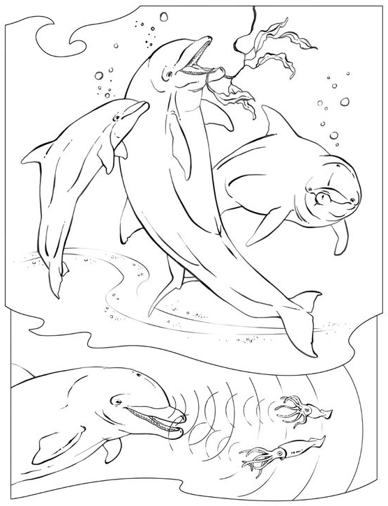 Dolphin Art - Download and print dolphin coloring pages