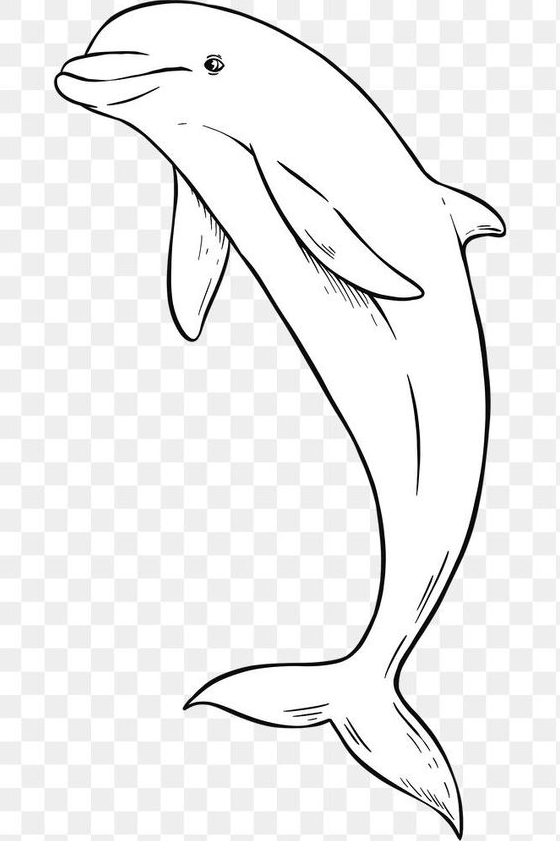 Dolphin Art - Download free png of Vintage hand drawn png dolphin cartoon clipart black and white