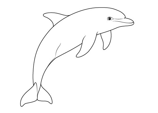 Dolphin Art - Easy Drawing Tutorials for Beginner & Intermediate Artists
