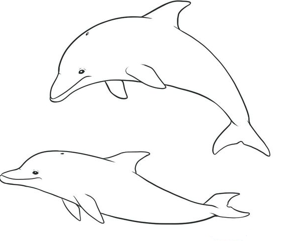 Dolphin Art - How To Draw Dolphins Step by Step Drawing Guide