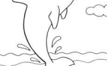 Dolphin Art   Wonderful Dolphin Coloring Pages