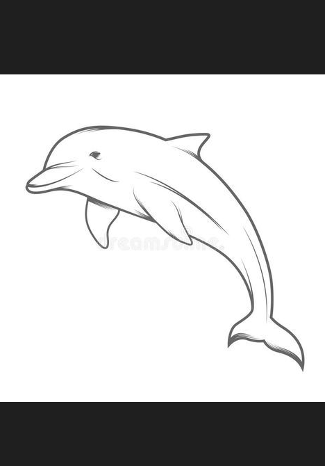 Dolphin Drawing - Dolphin illustration stock vector