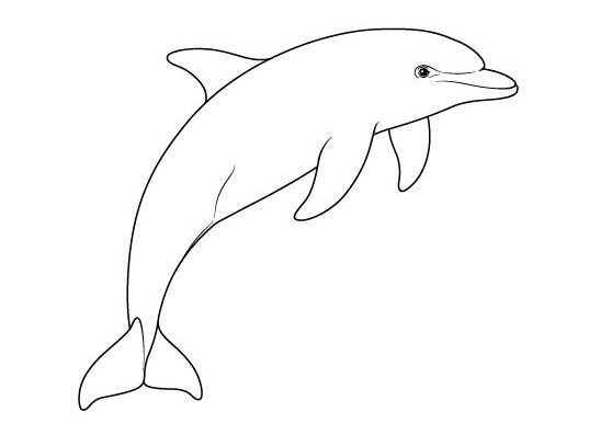 Dolphin Painting   Easy Drawing Tutorials For Beginner & Intermediate