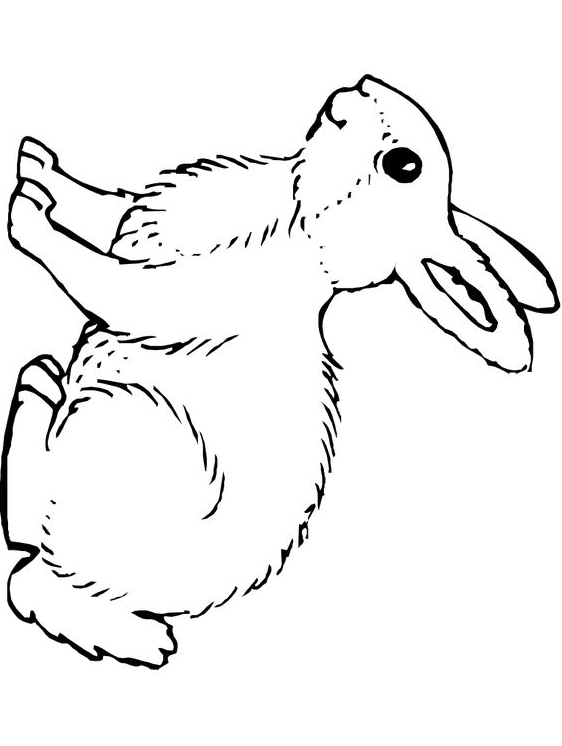 Rabbit Drawing - Bunny Rabbit Coloring Page printable