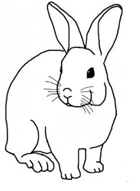 Rabbit Drawing - Bunny coloring pages