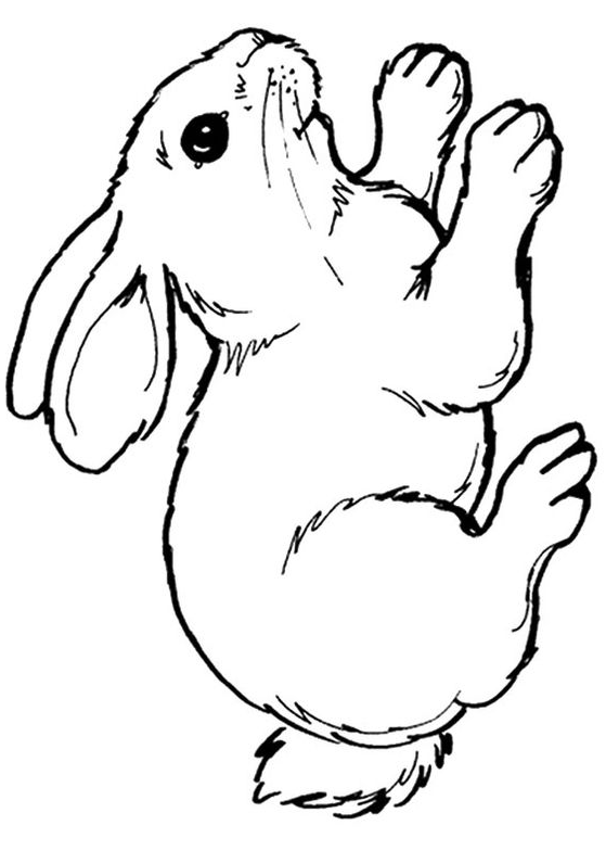Rabbit Drawing - Bunny drawing animal art rabbit drawing