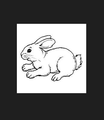 Rabbit Drawing - Coloring Page Bunny Coloring Page
