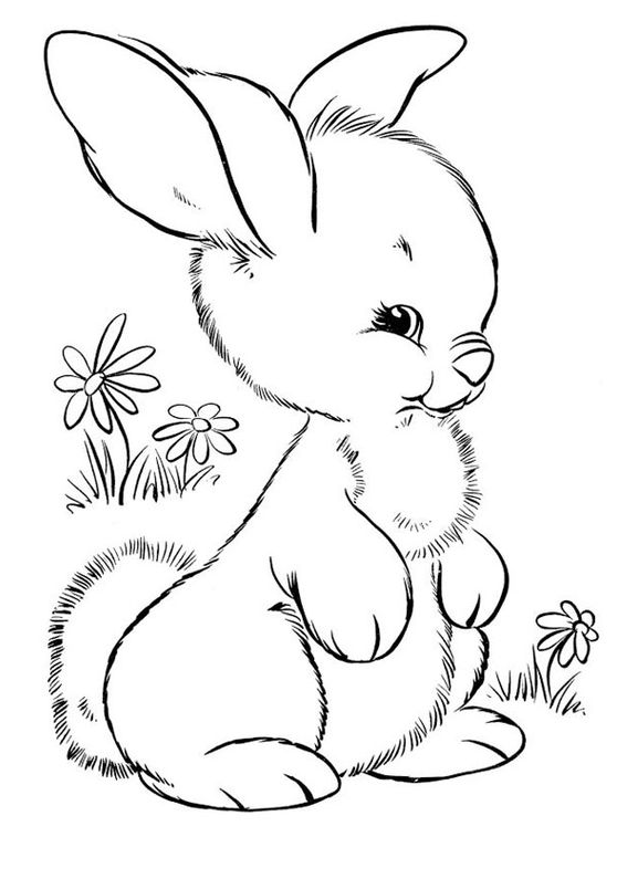Rabbit Drawing - Cute Rabbit Coloring Page Free Printable Rabbit Coloring Pages