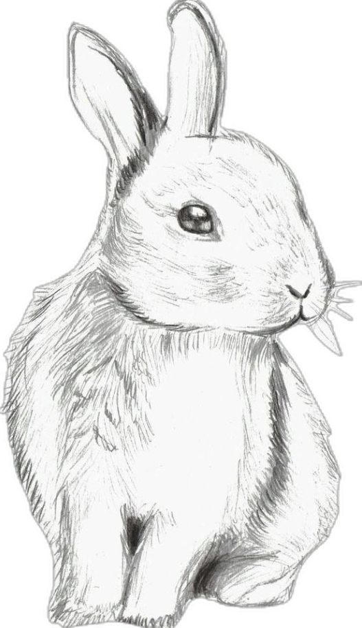 Rabbit Drawing - Cute Rabbit Drawing