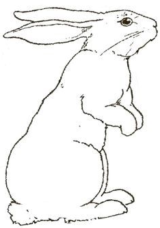 Rabbit Drawing - Desert Hare Coloring Pages Sketch Page Sketch Coloring Page