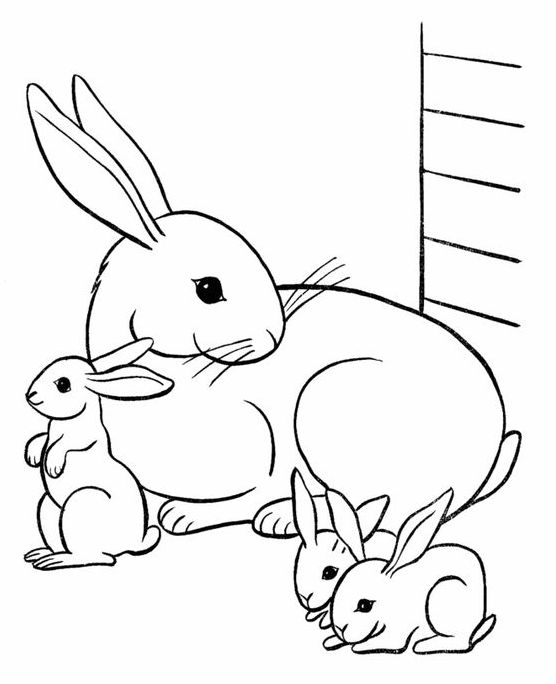 Rabbit Drawing - Pets Coloring Pages