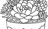 Realistic Succulents In Large Container Coloring Page