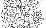 Three Marigold Flowers Coloring Page