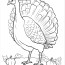 Wild Turkey